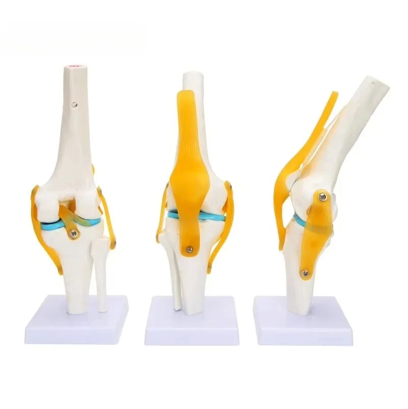 Human anatomy knee joint model