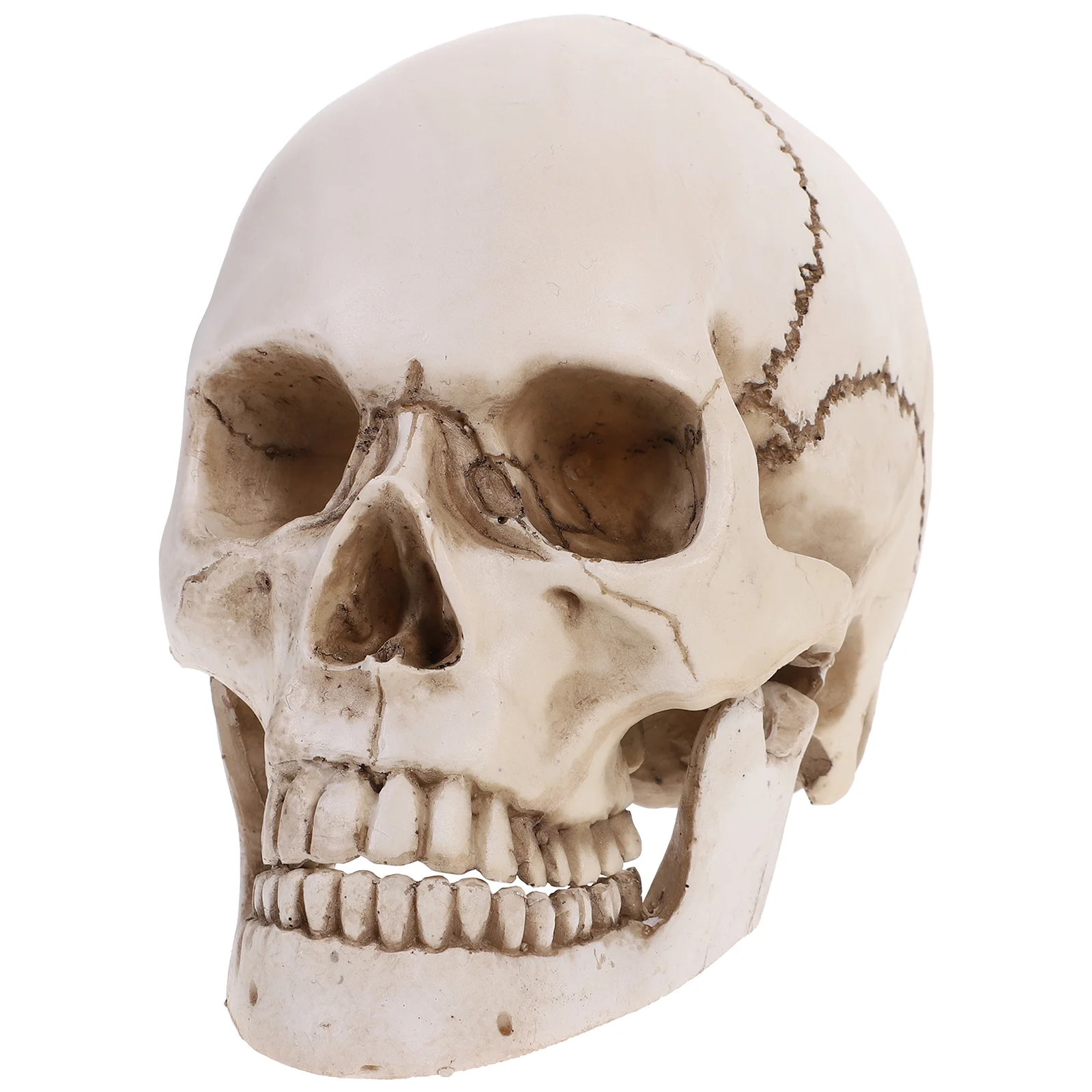 Human Skull Model for Medical Resin Anatomical and Tracing Use Replica with Movable Teeth Ghost Decorations