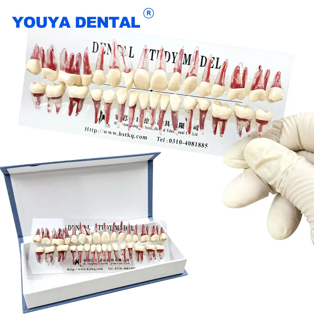 

32pcs/set Dental Endodontic Root Canal Teaching Model RCT Practice Model Endo Pulp Cavity Study Treatment Training Lab Study
