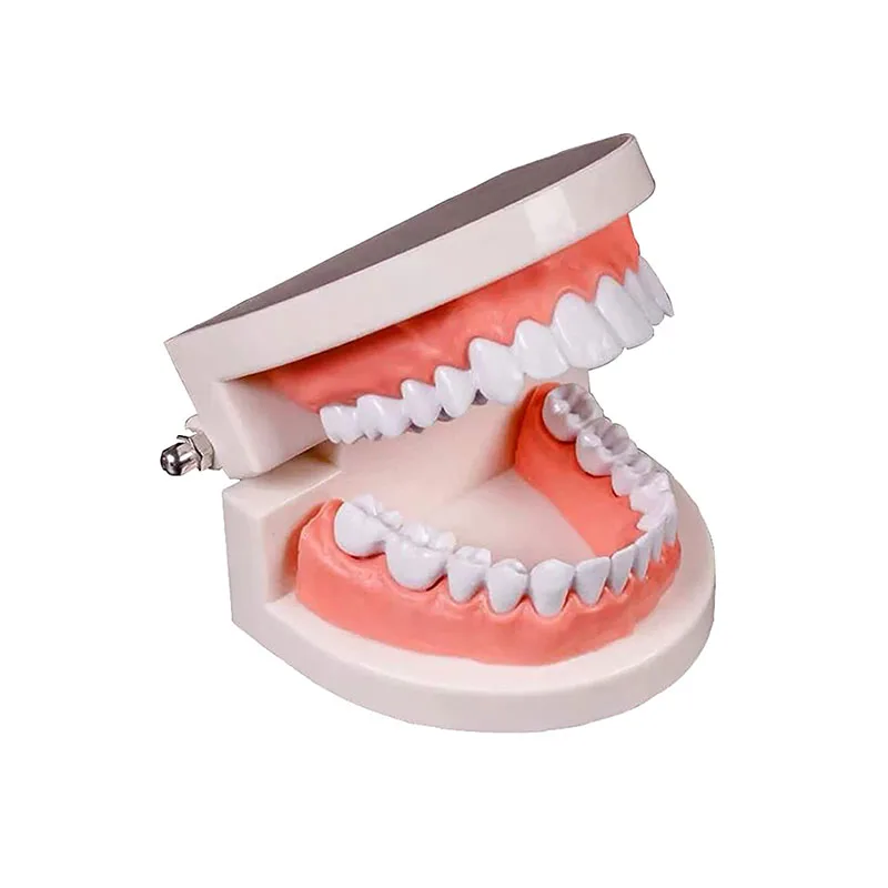 

Дошкольное образование, модель для чистки полости рта, обучающая модель зуба, большая имитация модели зуба, обучающий инструмент Монтессори