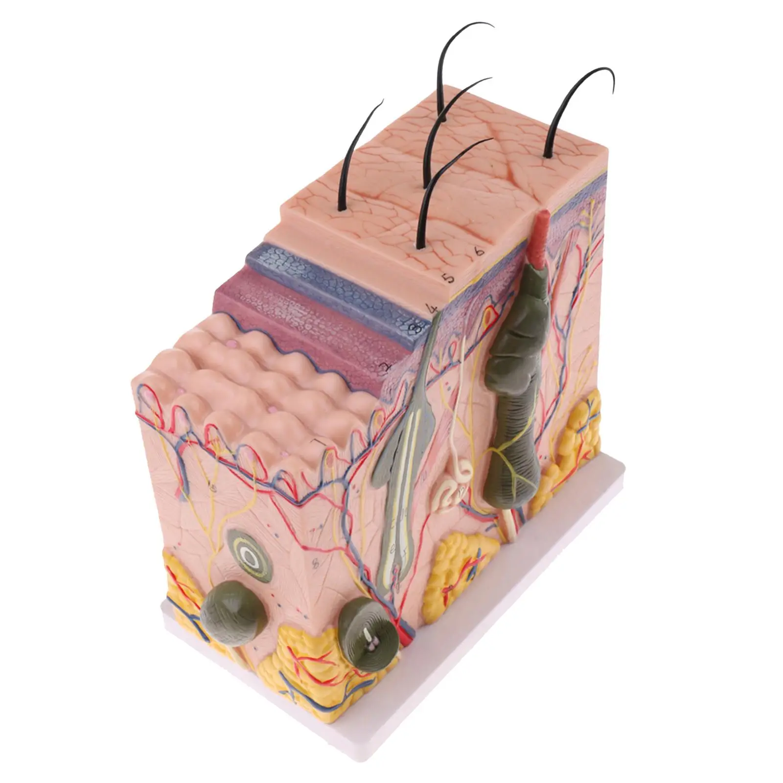 Human Skin Tissue Model, 50X Anatomy Biology Dermatology Science Educational Supplies w/ 25 labeled diagrams
