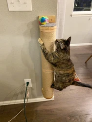 Poste rascador para gatos, muebles de pared, árbol rascador para gatitos montado en la pared de madera para gatos grandes, columnas más gruesas para funciones múltiples