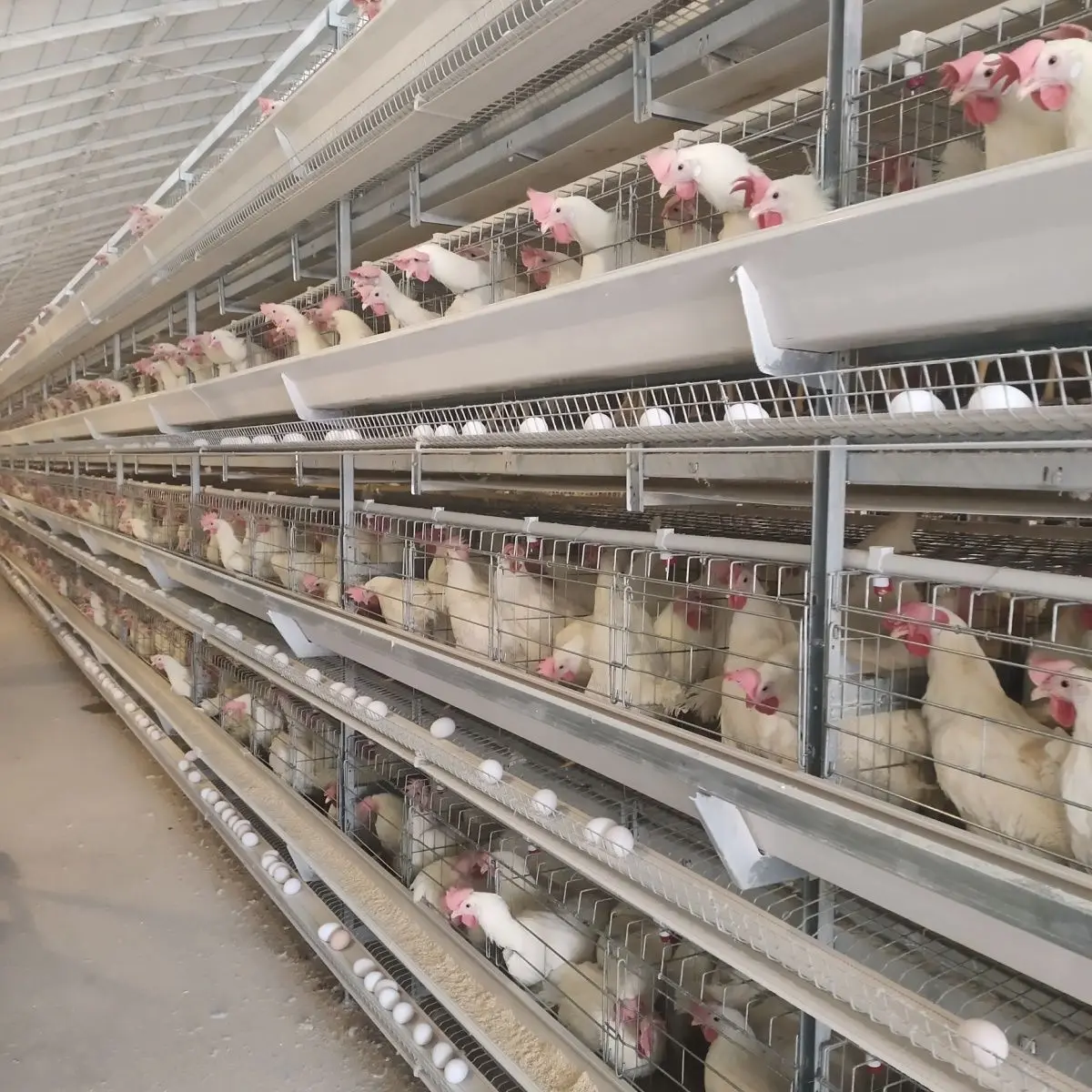 

Hot Sale Customised Automatic Chicken Layer Hens Cage With Unique Design For Poultry Farming-New Condition