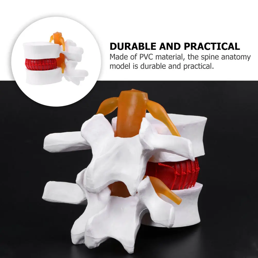 1Pcs Human Spine Anatomy PVC Spine for Education Doctor Nurse Practice Teaching Lumbar Vertebral Disc