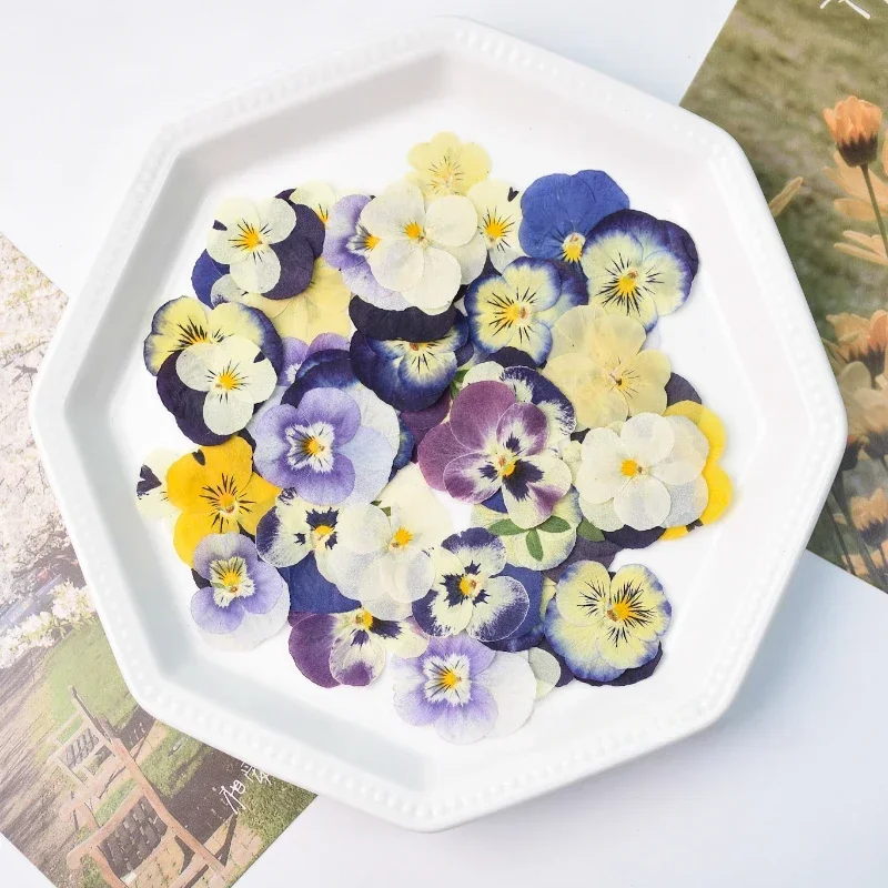 50PCS/2-4cm,Pressed Pansy Flower Petal,DIY Decorative Flower Material for Wedding Gift Card Photo Frame Phone Case Face Makeup