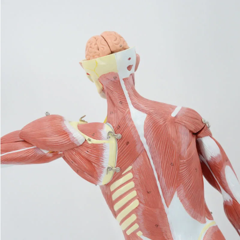 DARHMMY 80CM Human Muscular Figure 27 Parts Muscular Anatomy Model Half Life Size PVC Material Model With Stand  School Teaching