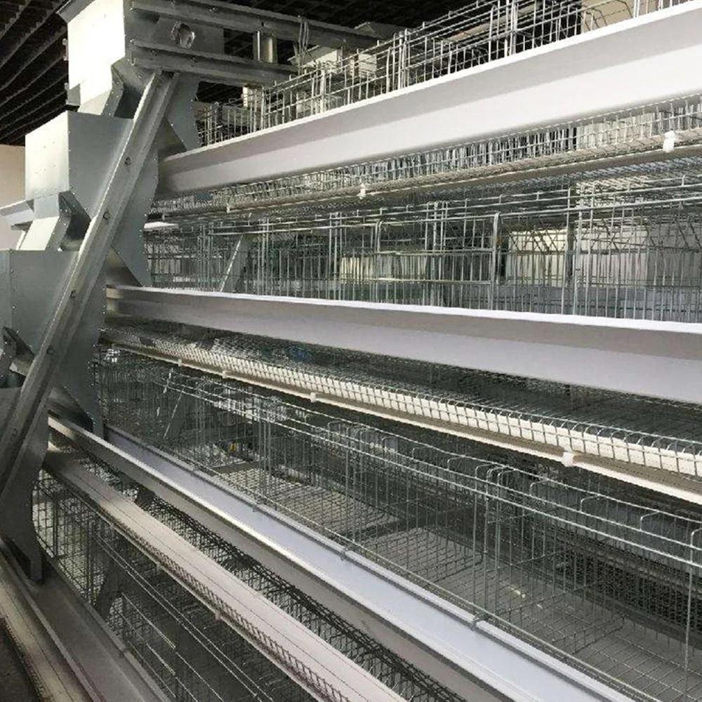 TBB Factory 1000 Birds Single Layer Chicken Cages Laying Hens Equipment Pet House For Sale