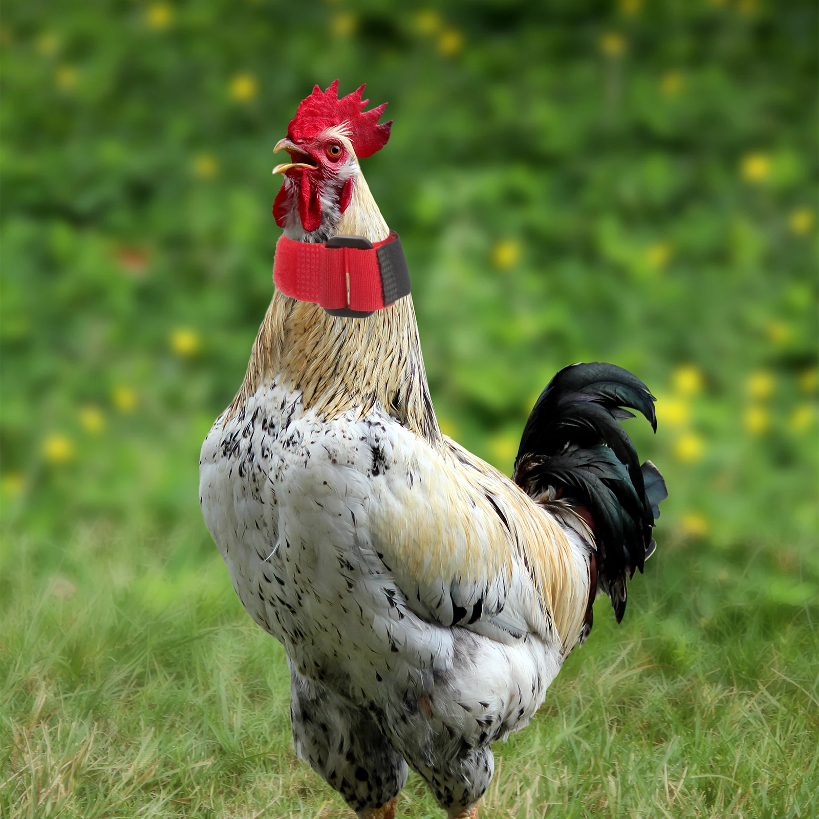 

8 Pcs Collar Rooster Collars Bands for Neck Strip Belts Chicken Anti-crowing Poultry