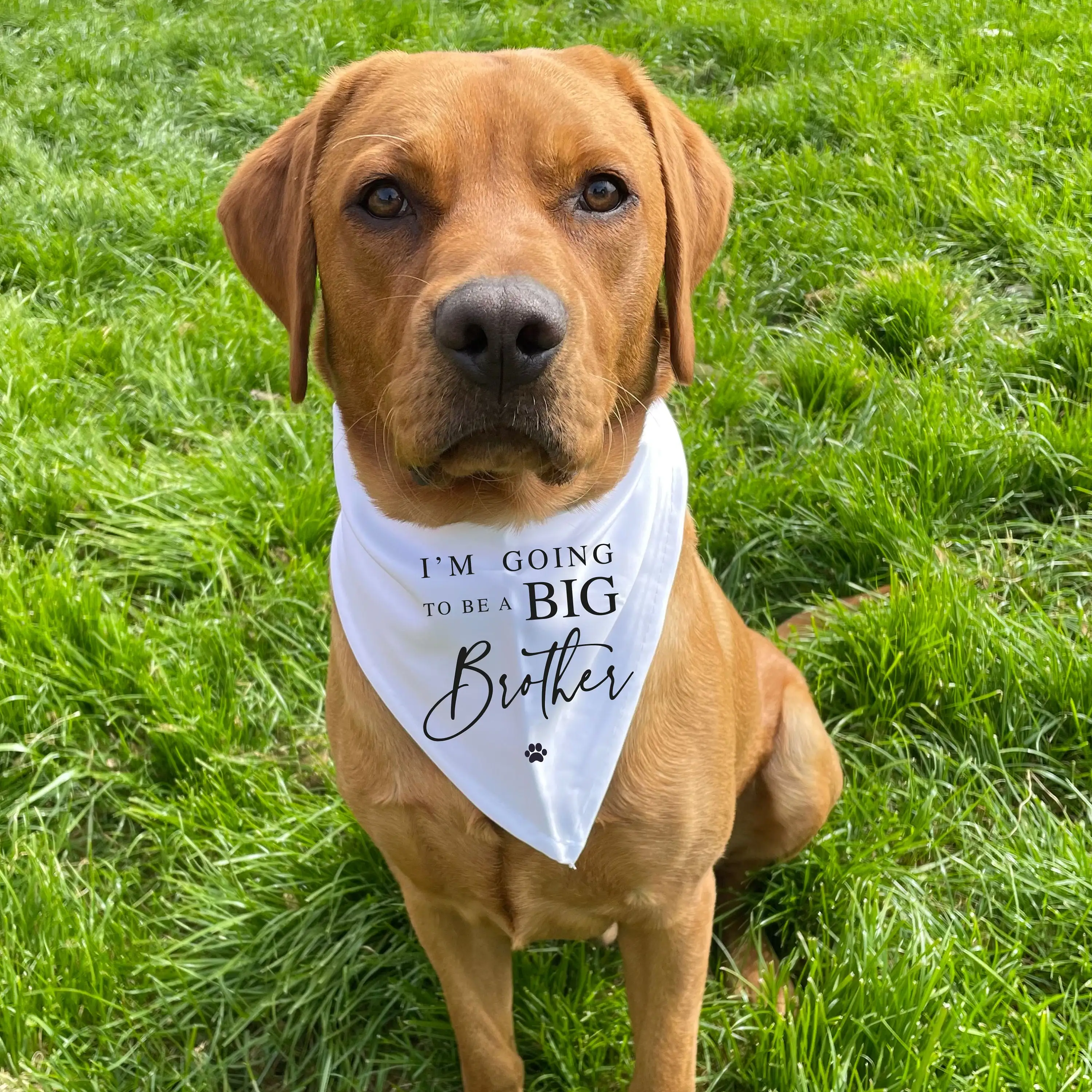 I\'m going to be a Big BROTHER printed Dog Neckerchief Pregnancy Announcement Pet bandada Big Brother Dog to be Baby Idea Gift