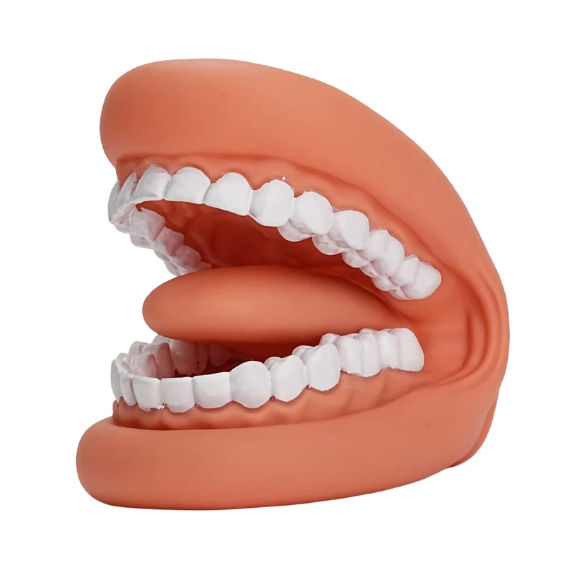 Oral model tooth dentist school study Teaching aid Oral training demonstration mouth model