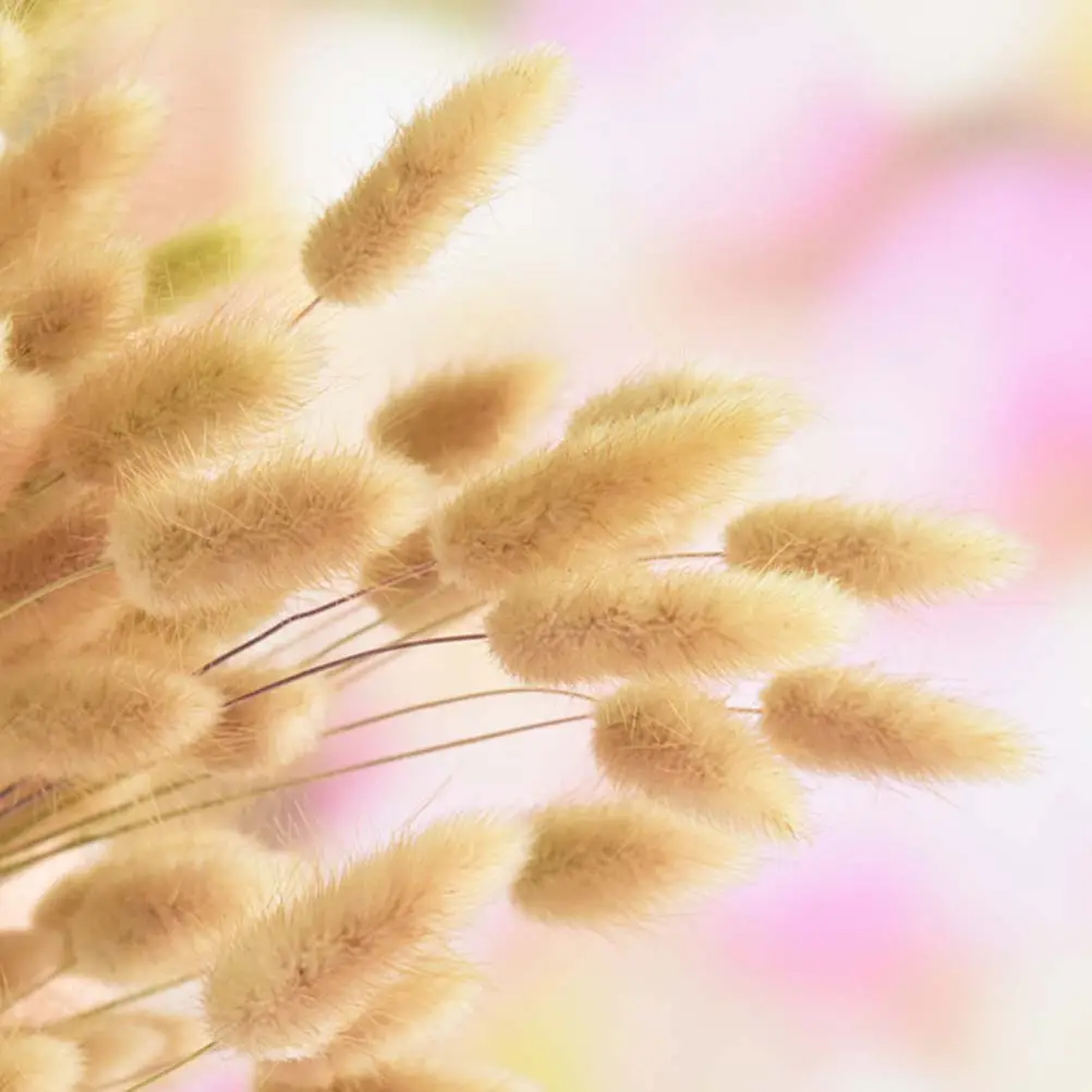 50Pcs Natural Rabbit Tail Dried Flower Bouquets with Stems Realistic Pastoral Home Decor for Wedding Bouquet Office Living Room