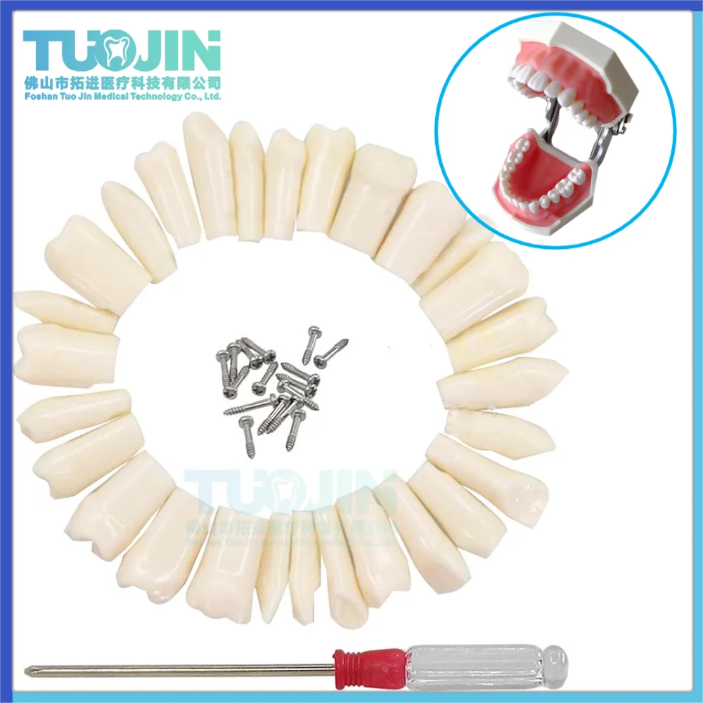 28/32 Dental Typodont Teeth Model Practice Individual Replacement Screw-in Tooth Compatible Nissin Dentist Teaching Accessories