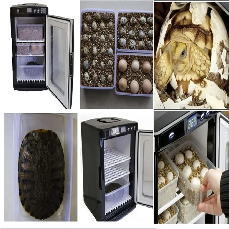 디지털 계란 열전식 파충류 계란 인큐베이터 난방 23L 5 ° C-60번 ° 뱀 거북이 도마뱀 새 알 부화장용 C 검정색