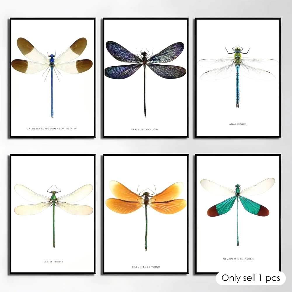 

Dragonfly Specimen Poster HD Art Mural Wallart Waterproof Vintage Print Decor for Home Decoration DIY Durable