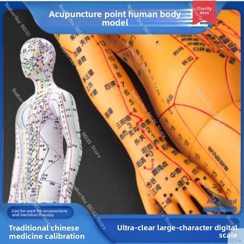 TCM Acupuncture Model | Twelve Bronze Man Acupuncture Point Model