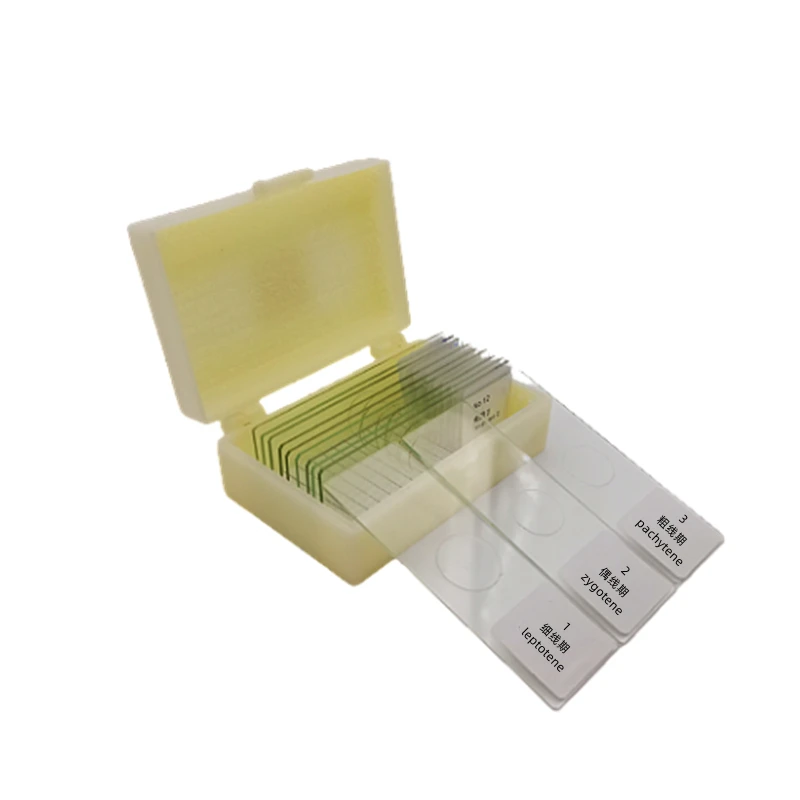 

School Supplies High Quality Set 5pcs Onion Root Tip Onion and 12pcs Meiosis Prepared Microscope Slides