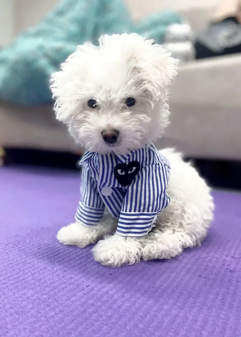 Casual Striped Dog Clothes Shirt Print Funny Pet Clothing Fashion Cool Small Dogs Trendy Teddy Spring Summer Blue Boy Wholesale