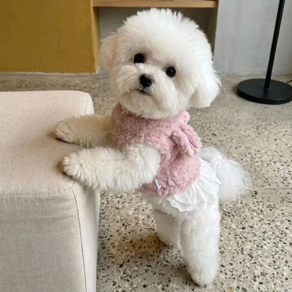 Winter Dog Dress with Hood, Lace & Plush Warm Cotton Coat for Small & Medium Female Dogs, Cartoon Pet Clothes
