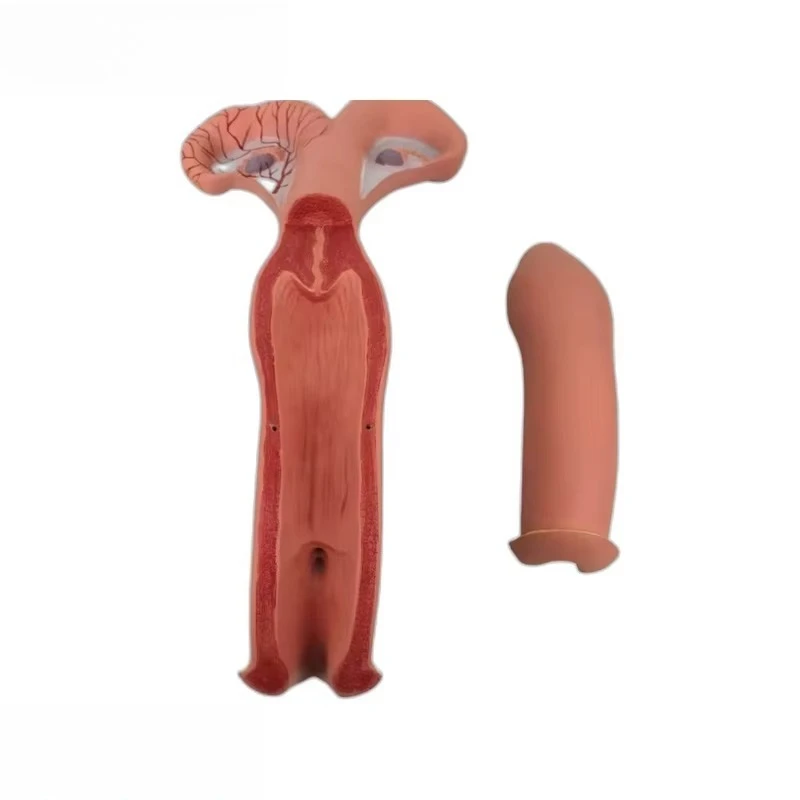 PVC Bovine Uterus Anatomical Model Animal Organ Structure Veterinary Teaching Tool