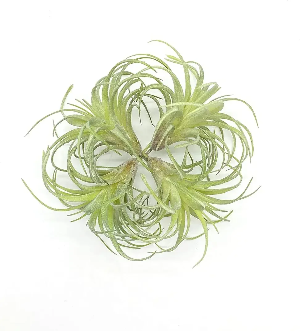 4er-Pack künstliche künstliche Luftpflanzen Gras Tillandsia Bromeliads für Heimdekoration Terrarium Projekt Grün – Detail 15
