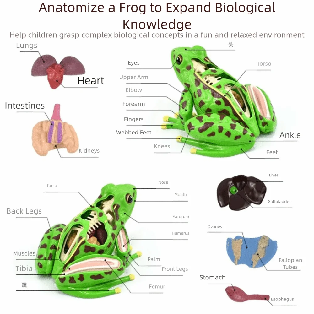 Aiuto didattico Modello di anatomia della rana staccabile Apprendimento precoce Organi della rana Biologia Educazione Puzzle realistico Modello di dissezione della rana