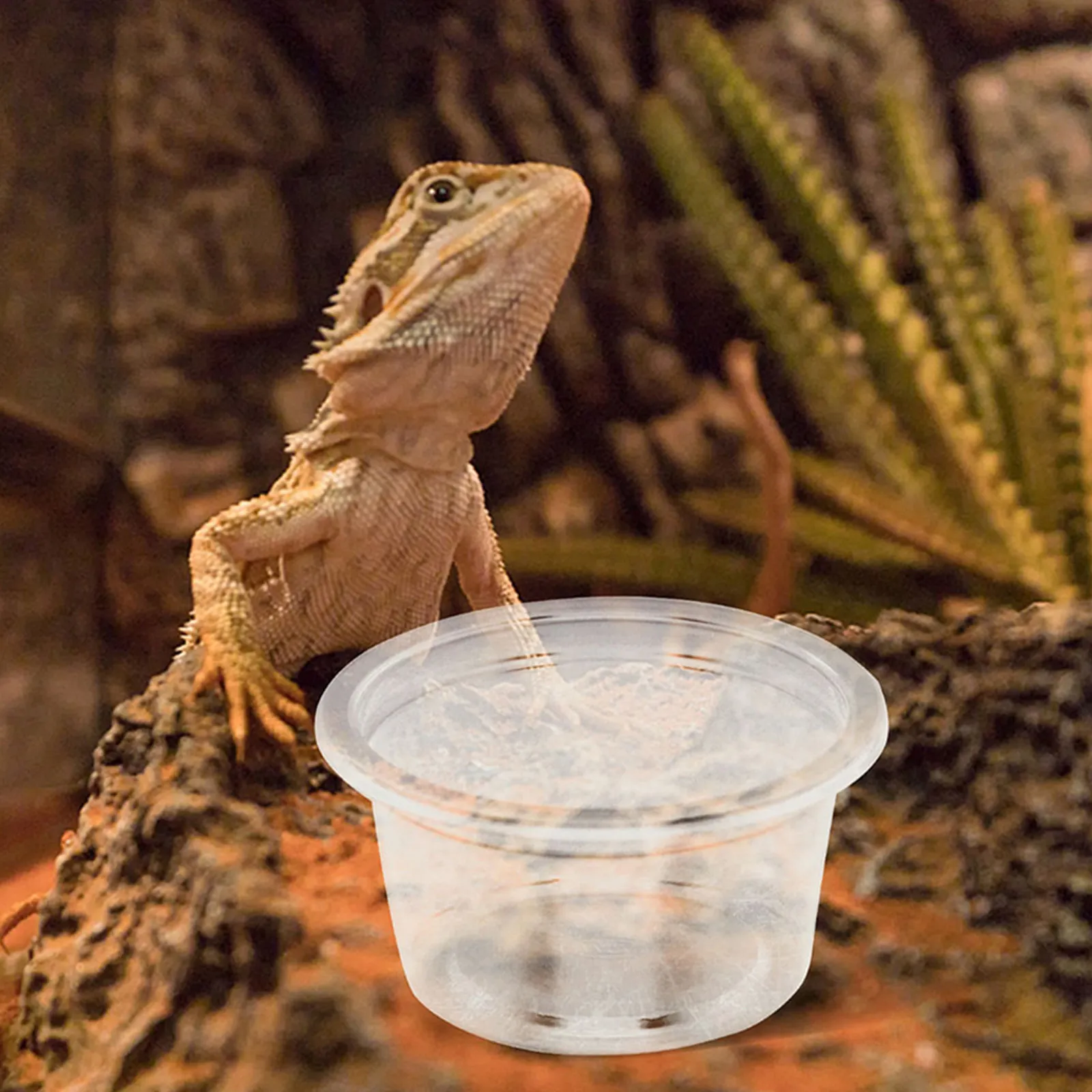 30Pcs Reptile Food Water Bowls Plastic Feeding Cups Suitable for Small Pets Geckos Lizards Snakes Spiders Terrarium Tank