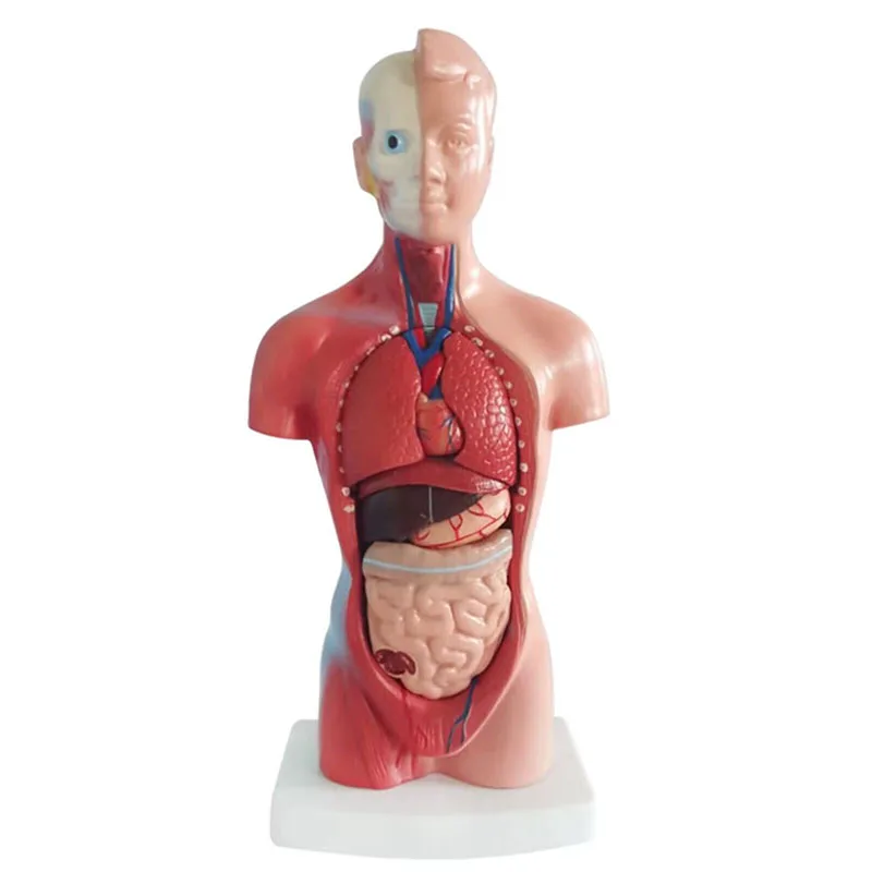 

28CM Anatomy Study Tool - Realistic Human Body Torso Model with Removable Internal Organs