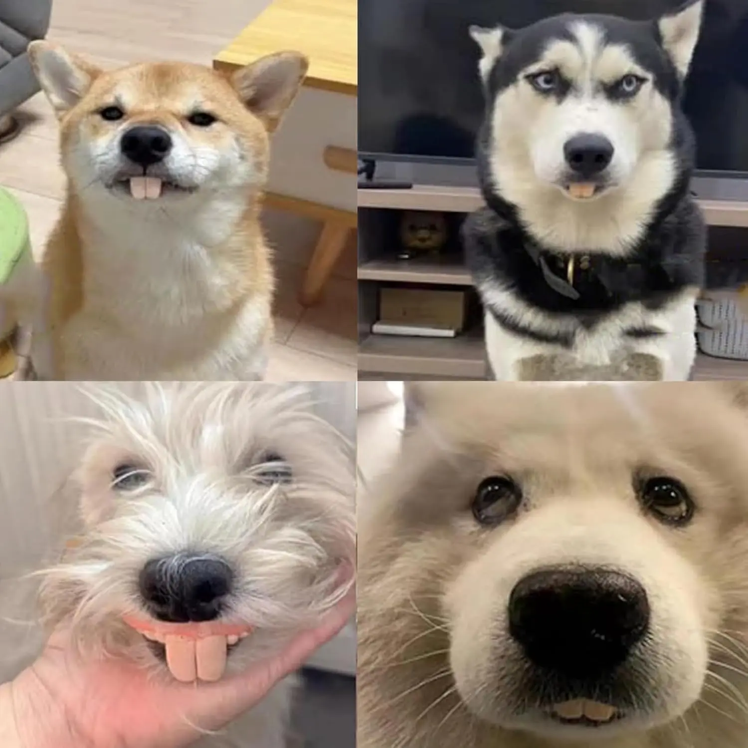 Prothetisch speelgoed voor honden Grappig siliconen speelgoed voor valse tanden Hondentandapparaat Hondenspeelgoed Grappig speelgoed Speelgoed met hondentandapparaat