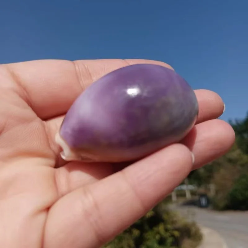 Natural Purple Shell Conch,Shelldiy Ornamental Ornaments, Shelldiy Crafts, Agate, Coral, Fish Tank Landscaping