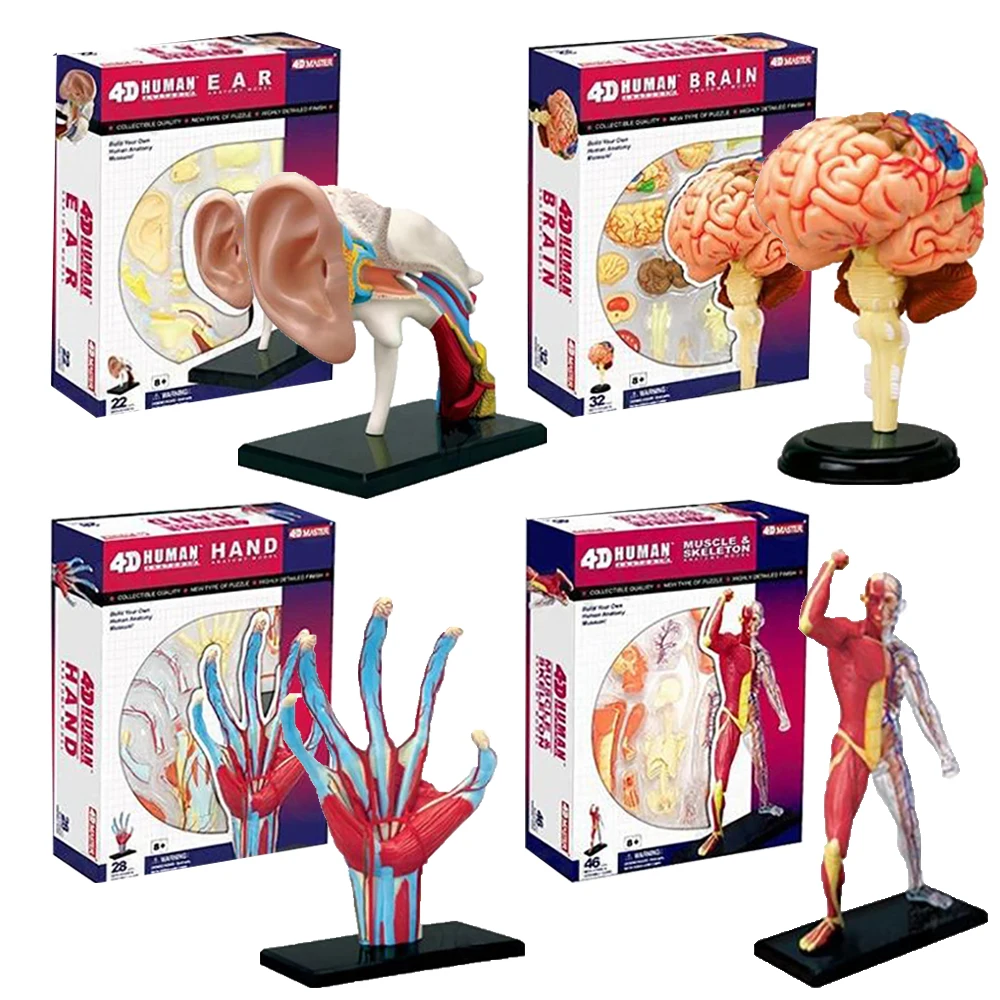 

4D MASTER Human Body Anatomy Kits Brain Heart Pelvis Skeleton Models Realistic Details of Key Human Organs Biological Teaching