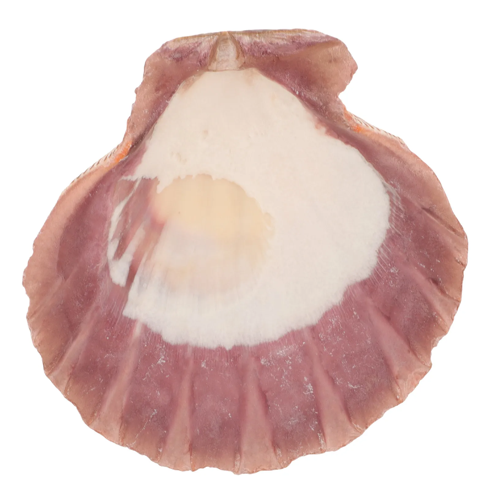 

Large Natural Seashell Jewelry Tray Fan Scallop Design for Ring Earring Necklace Organizer Desktop Storage Display Dish