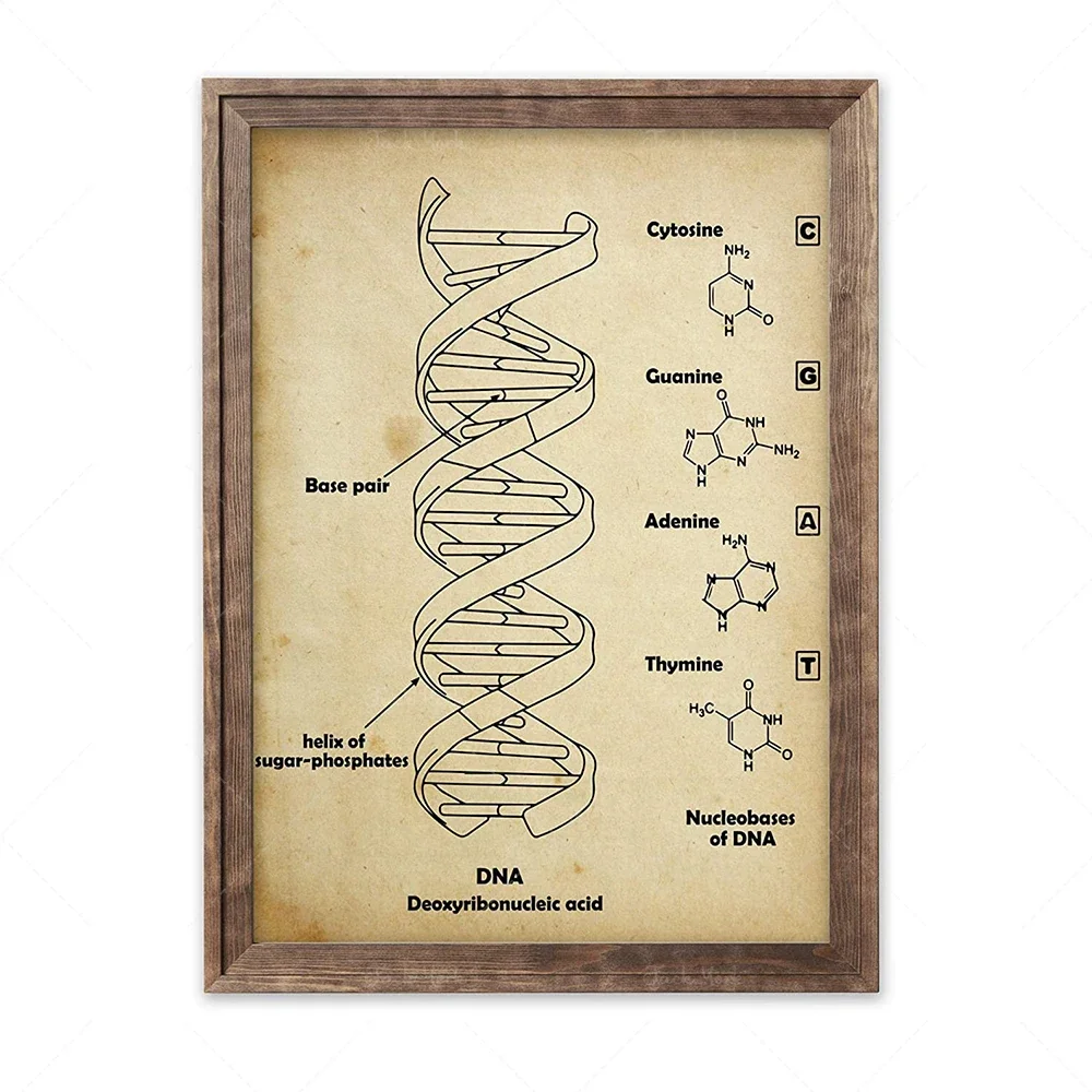 Vintage DNA and RNA Genetic Code Set Dna Wall Decor Art Science Wall Art Biology Artworks Chemistry Wall Hanging Genetic Code