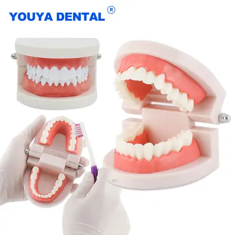 Adult Typodont Demonstration Denture Model Standard Teeth Model Dentistry Lab Material for Teaching Learning Clinic Instrument