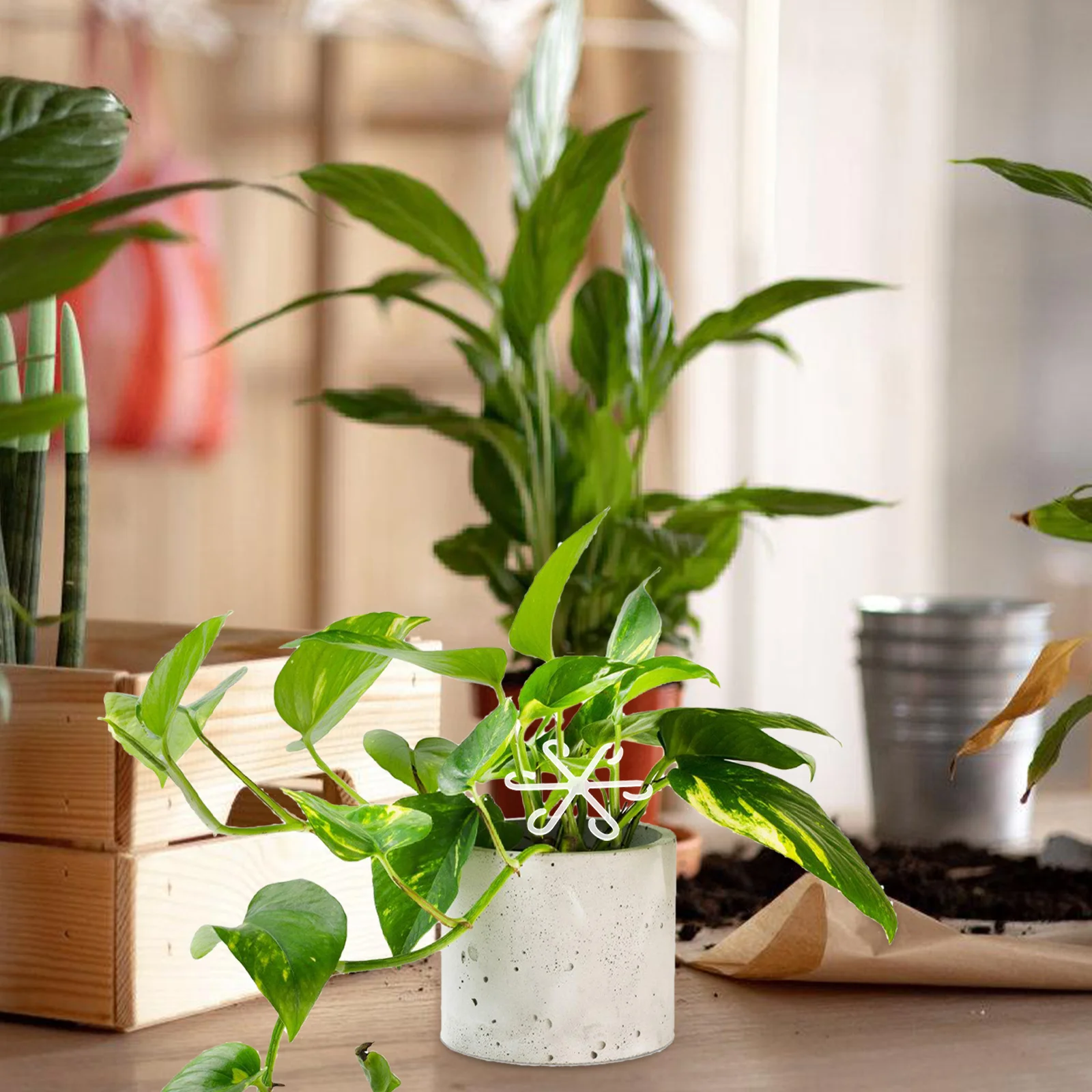 

Plant Stem Support Holder Acrylic Rack Easy Installation Plant Stems Fixed Holder Flowerpot Stem Support Bracket for Indoor