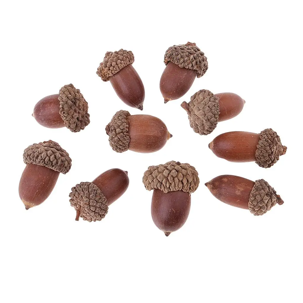 100Pcs Natural Acorns Real Acorns Caps Decorative Vase Fillers Home Party