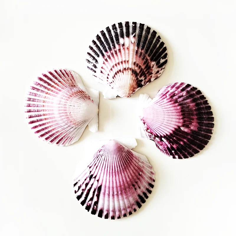 4PCS Purple Scallop Natural Sea Shells Decoration Kids Gifts Crafts Decor DIY Ornament for Aquarium Home Decor 8-9cm