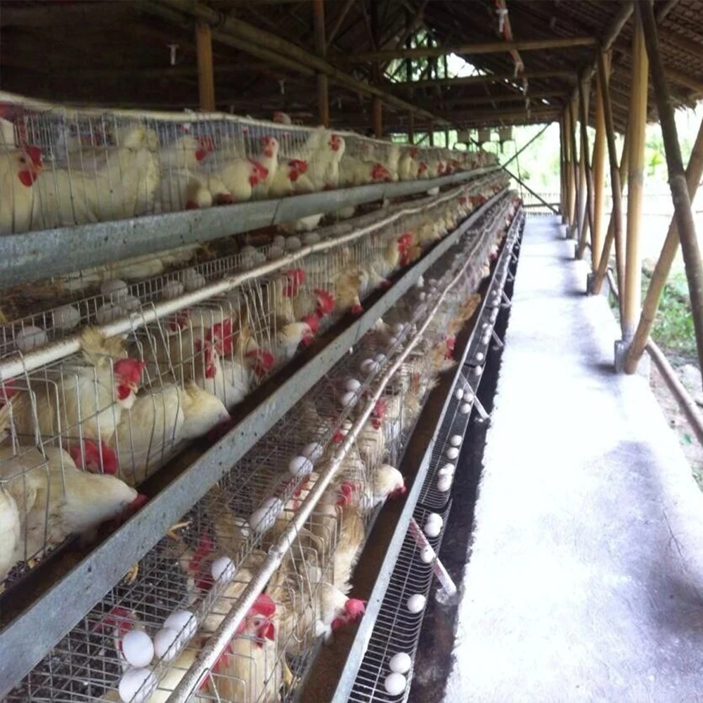 

Автоматическая металлическая клетка для кур на продажу в Керале