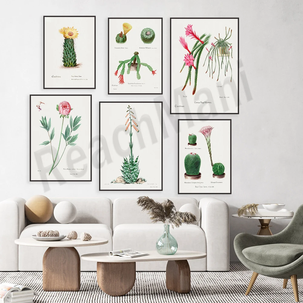Watercolor cactus floral illustration by Familie der Cacteen, honeycomb cactus, rat tail cactus, hyacinth, assorted cacti poster