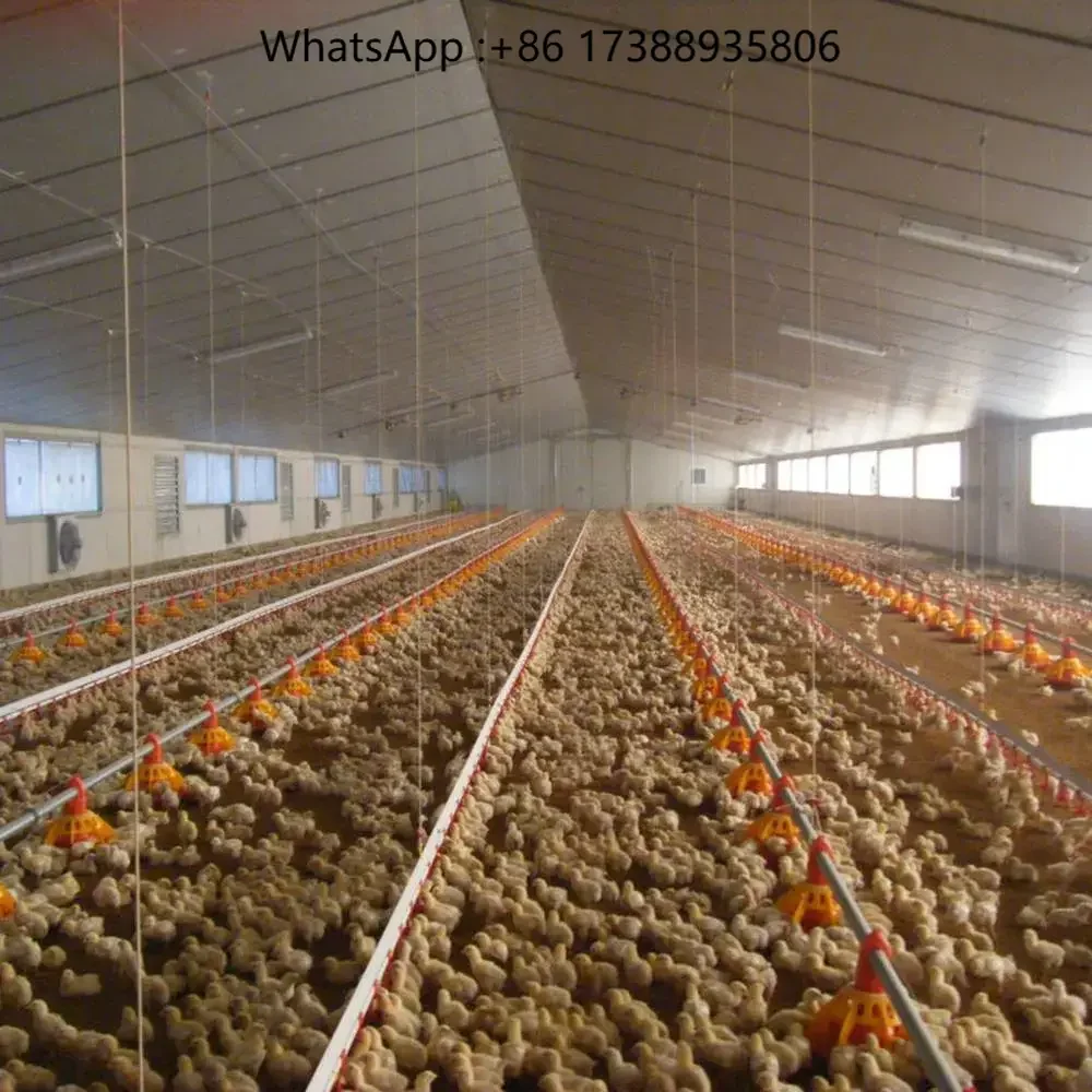 Complete Poultry House Chicken Project Automatic Feeding Equipment Broiler Feed Line System