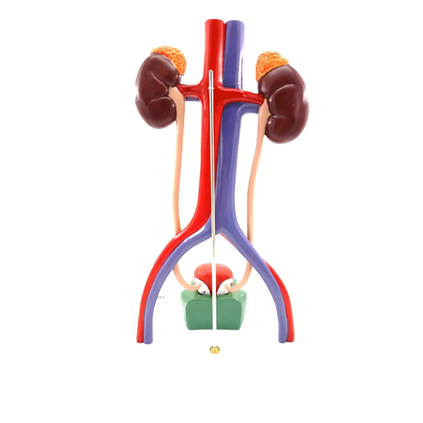 PVC Three Dimensional Urinary System Model With Artery Vein Kidney Anatomy Medical