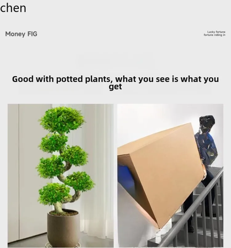 HT Money Ficus نبات بوعاء كبير بيت بونساي يتحرك منزلي جديد النمذجة النباتات الخضراء الراقية شجرة المال المحظوظة الكبيرة