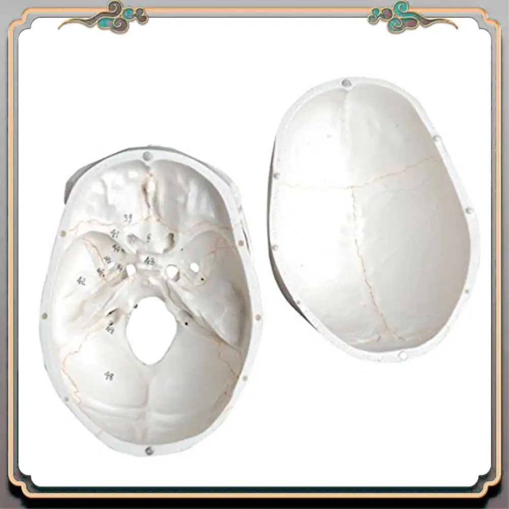 

Durable Anatomical Human Skull Model, 3-Part, Numbered, Life Size