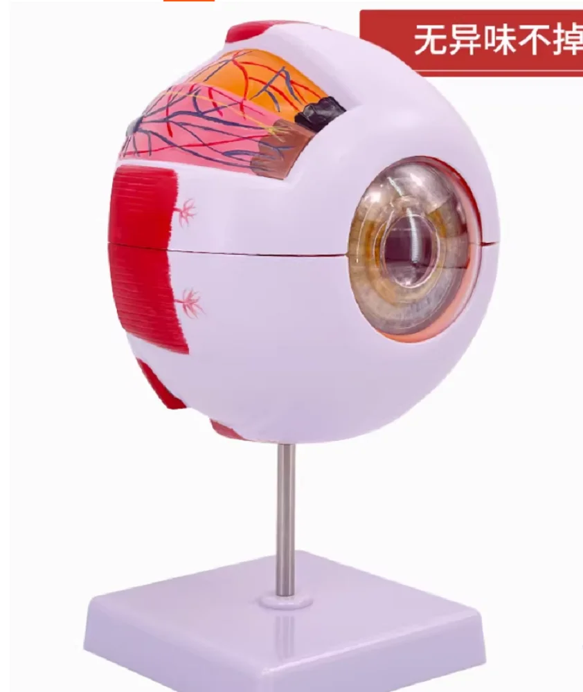 Eyeball Model Anatomical Eye Model Medical Learning And Teaching Instrument Medical Science Teaching Resources Eyelid 6 times