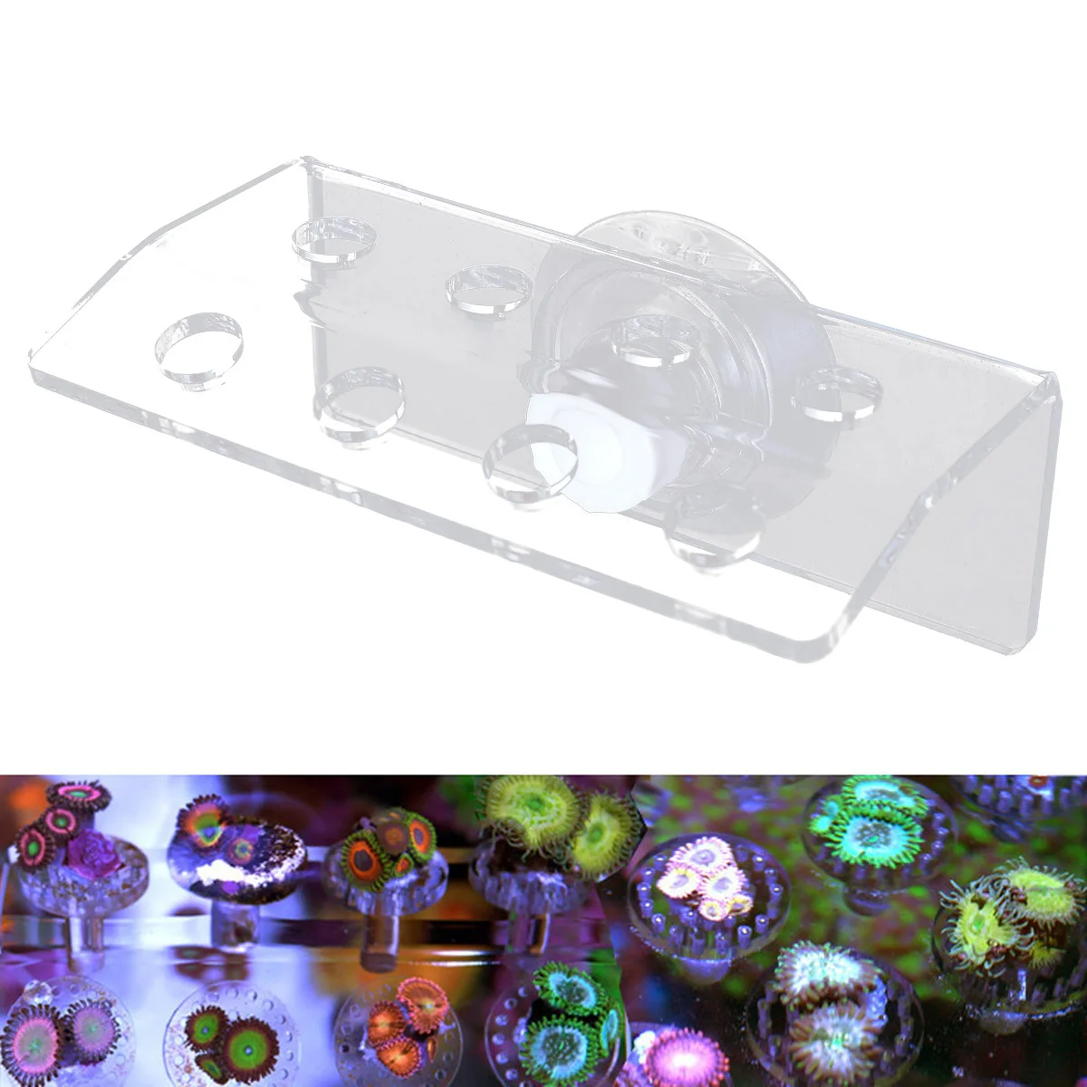 

Acrylic Marine Sources Coral Rack Bracket Holder Button Coral Reef Broken Frame Enhanced Suction Cup for Fish Tank Accessories 8