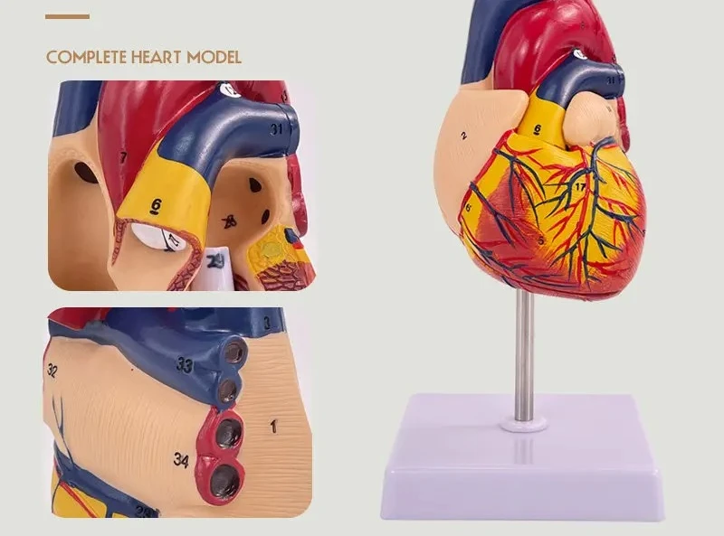 Factory Direct 2026 Heart Anatomy Model B Ultrasound Ultrasound Heart Model Disassembly Medical Natural Big Heart Teaching Model
