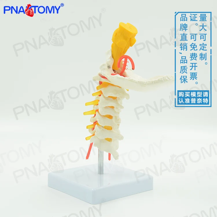 Human cervical spine, carotid artery, occipital bone Intervertebral Disc Brain Stem Skeleton Model