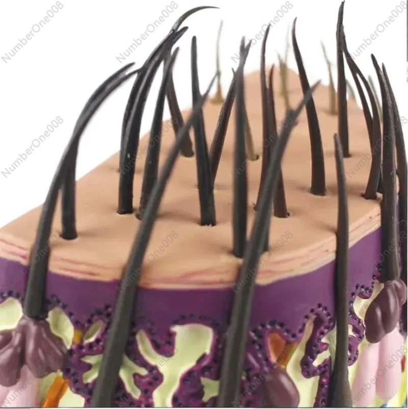 Hair growth process Hair follicles amplification Human skin anatomyTeaching demonstration model