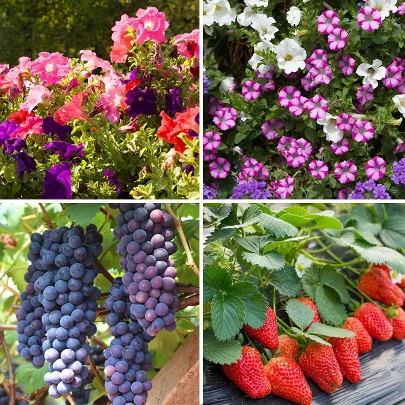 20 G Soluble Cytokinin Fertilizer Plant Food Root Growth Medicinal Hormone Farm Garden Bonsai Crop Increase Production