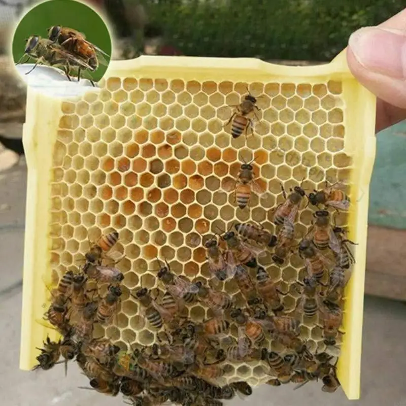 Queen Bees Mating Box Foam Breeding Rearing Copulation Accessories Beekeeping KXRE