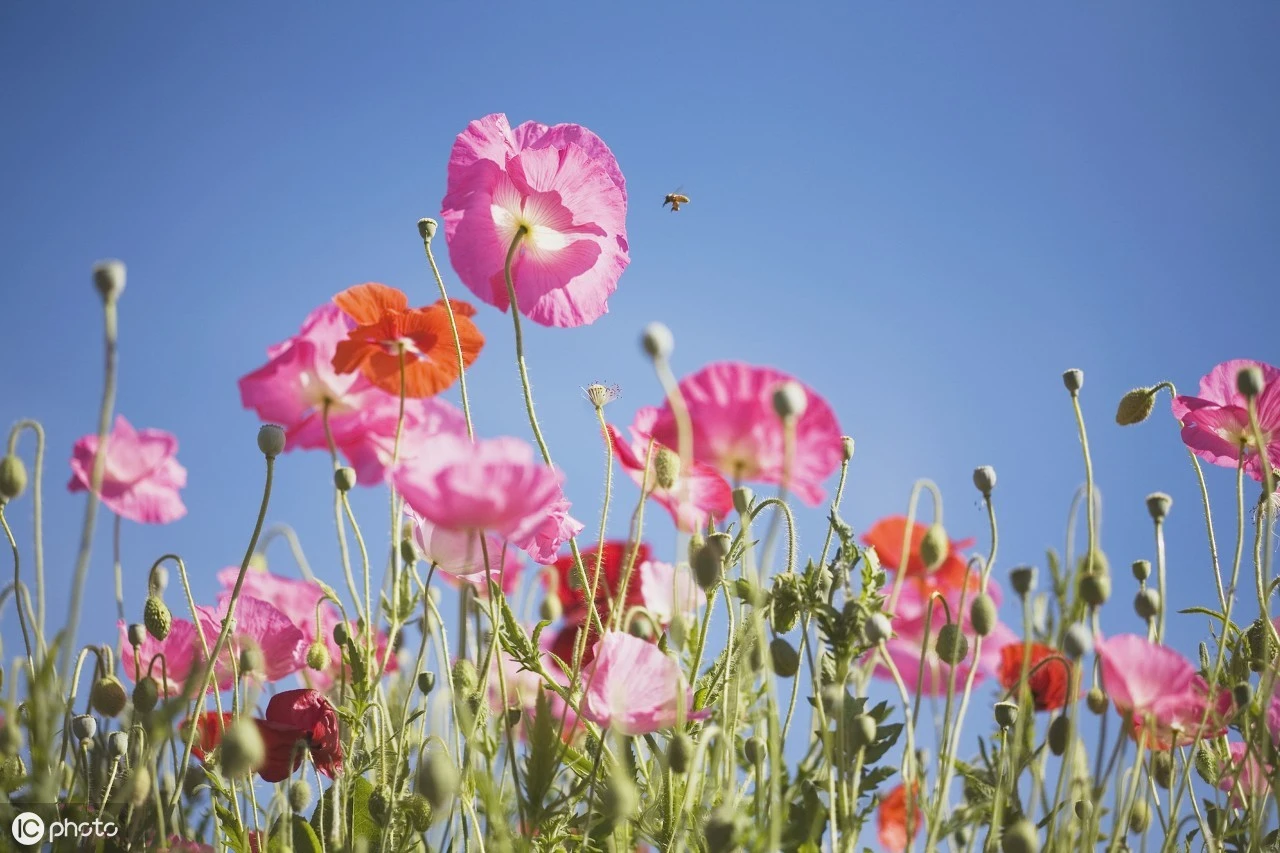 4개 69mm 고무 타이어 12mm 헥스 아르마 1/18 2S 타이폰 그롬 RC 자동차 업그레이드 부품 액세서리